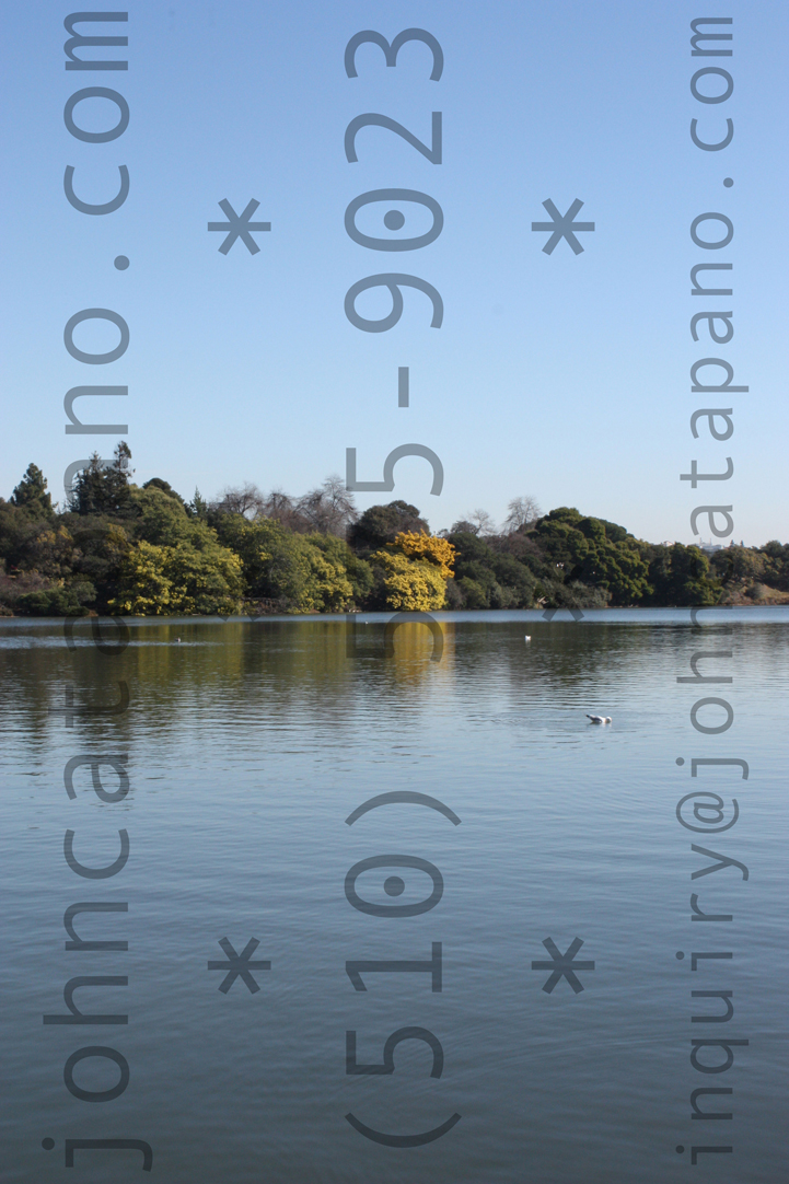 Acacia Tree Across Lake Merritt